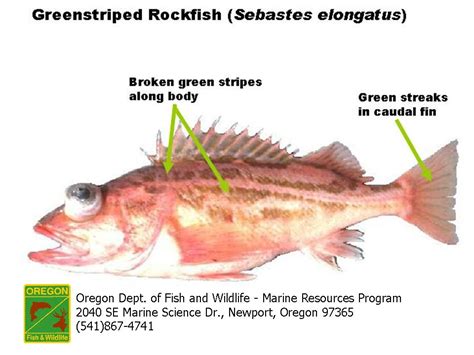 ODFW Finfish Species .
